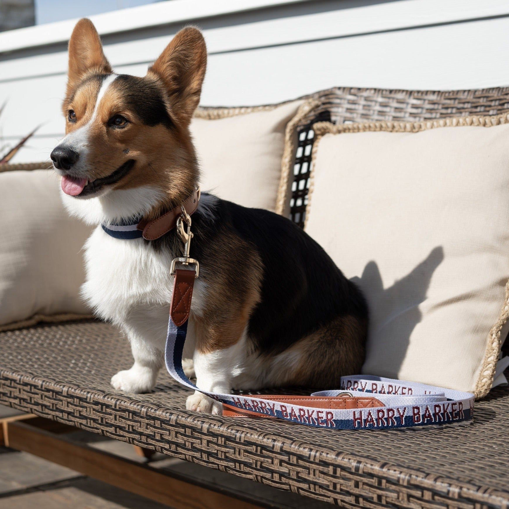 Duo Color 6' Signature Stripe Leash