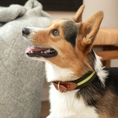 Duo Color Signature Stripe Collar